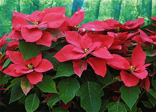 過年了，帶一盆祝福滿滿的年宵花回家