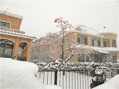 如何打造植物五行風水綠化環境