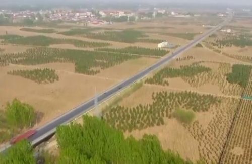 雄安植樹造林20萬畝 涉及樹種一覽