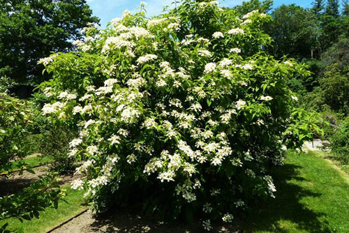 北京:莢蒾等8種植物躋身綠化主力