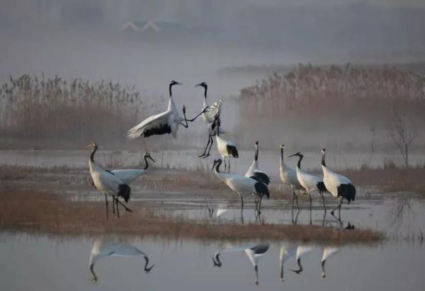 黃(渤)海候鳥棲息地列入世界遺產(chǎn)名錄