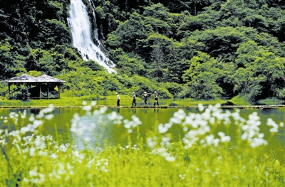 森林生態審美如何影響人類生活