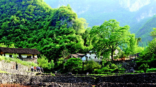 古村守護(hù)者張安蒙：“無品官做有品事”