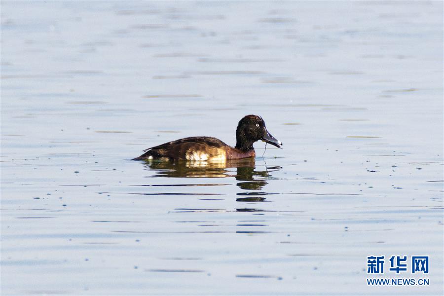 極瀕危物種青頭潛鴨現身云南青華海濕地公園