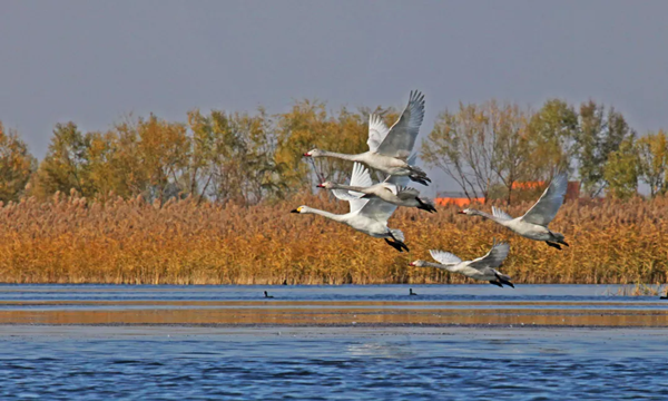 保護一方濕地，建設生態衡水
