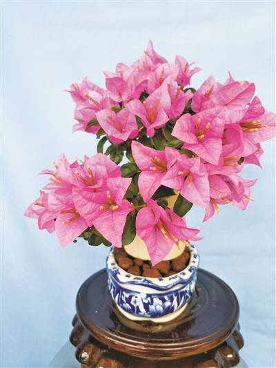 花卉產業發展的活力與美好