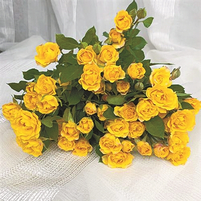 花卉產業發展的活力與美好