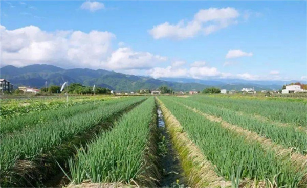 宜蘭縣三星鄉(xiāng):蔥滿勝算 盡在三星