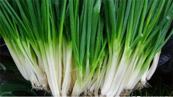 宜蘭縣三星鄉(xiāng):蔥滿勝算 盡在三星