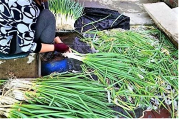 宜蘭縣三星鄉(xiāng):蔥滿勝算 盡在三星