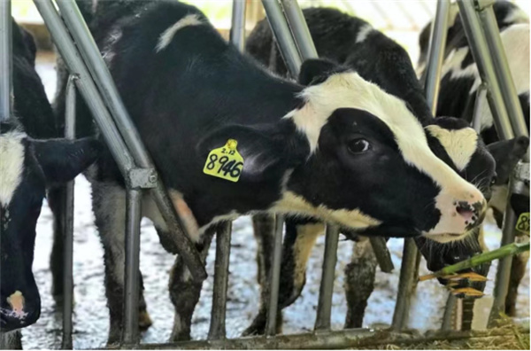 花蓮縣瑞穗牧場:精品休閑農旅 打造牛奶天堂