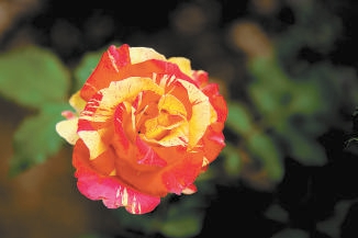 北京：10個(gè)“市花”新品種邀您命名