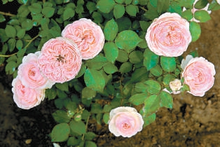 北京：10個(gè)“市花”新品種邀您命名