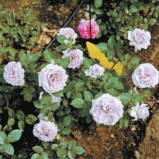 北京：10個(gè)“市花”新品種邀您命名