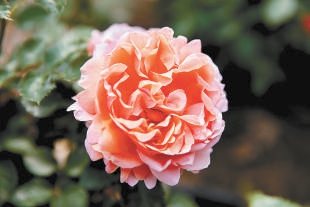 北京：10個(gè)“市花”新品種邀您命名