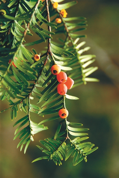 我國重點保護野生動植物種群持續恢復