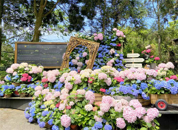 臺中新社薰衣草森林:人與自然的雙重自由