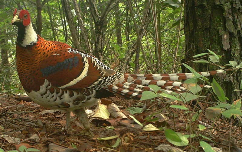 長三角首個國家公園將誕生