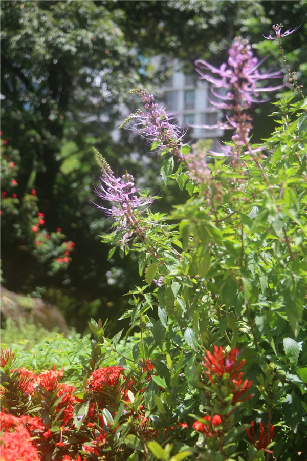 園冶杯參賽作品丨深圳荔枝公園東門花境