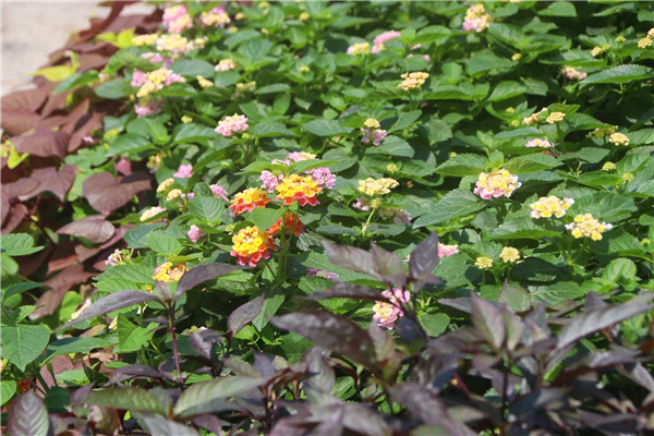 園冶杯參賽作品丨深圳荔枝公園東門花境