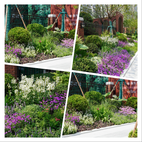 園冶杯參賽作品丨金地新樂里項(xiàng)目景觀花境工程