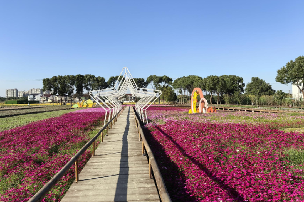 費家浜:特色田園鄉村建設讓無垠星空映照廣闊鄉村