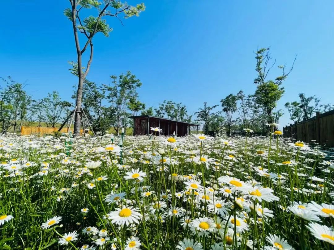 中電建華東院丨蘄春縣雷溪河及蘄河整治