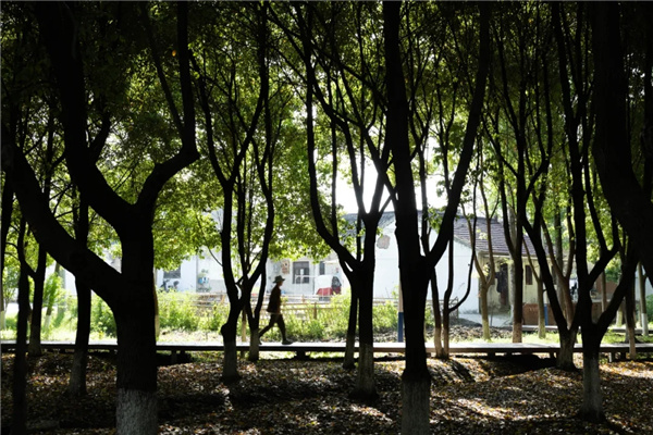 平介設計丨震澤“五美三優”鄉村景觀改造