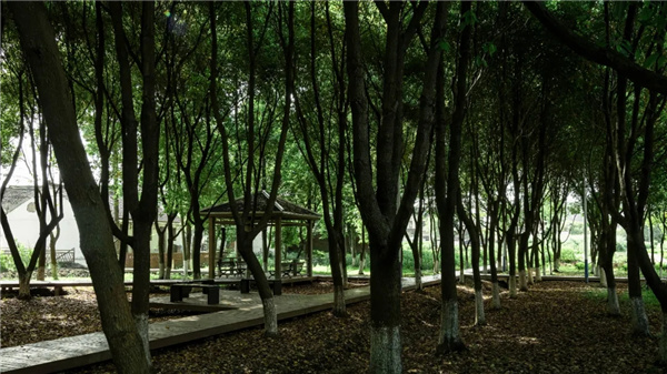 平介設計丨震澤“五美三優”鄉村景觀改造