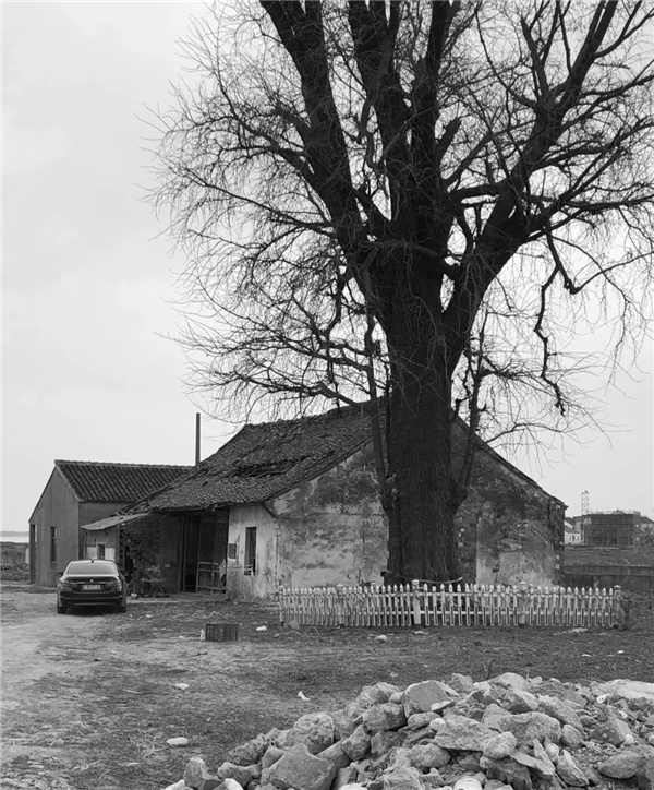 平介設計丨震澤“五美三優”鄉村景觀改造