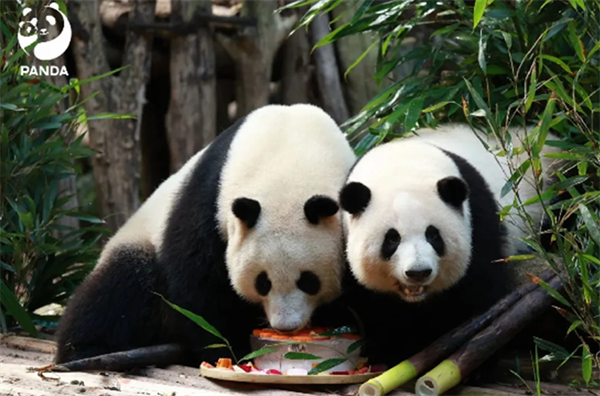 成都世園會邀八方來客中秋共赴“花”約！