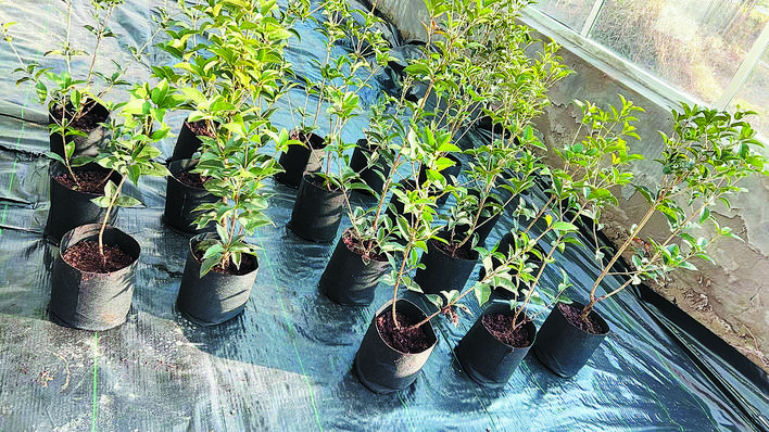 合肥花卉產業(yè)進軍歐洲