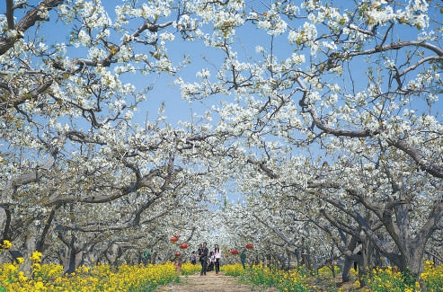 京津冀互邀三地市民赴“花約”