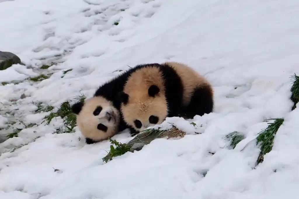 中法兩國(guó)國(guó)家公園正式建立結(jié)對(duì)合作