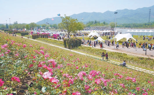 40年來首次落地中國 國際月季大會亮相京西