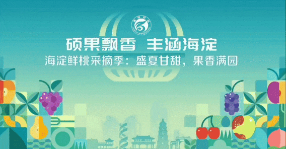 碩果飄香·豐涵海淀——海淀鮮桃采摘季:盛夏甘甜,果香滿園