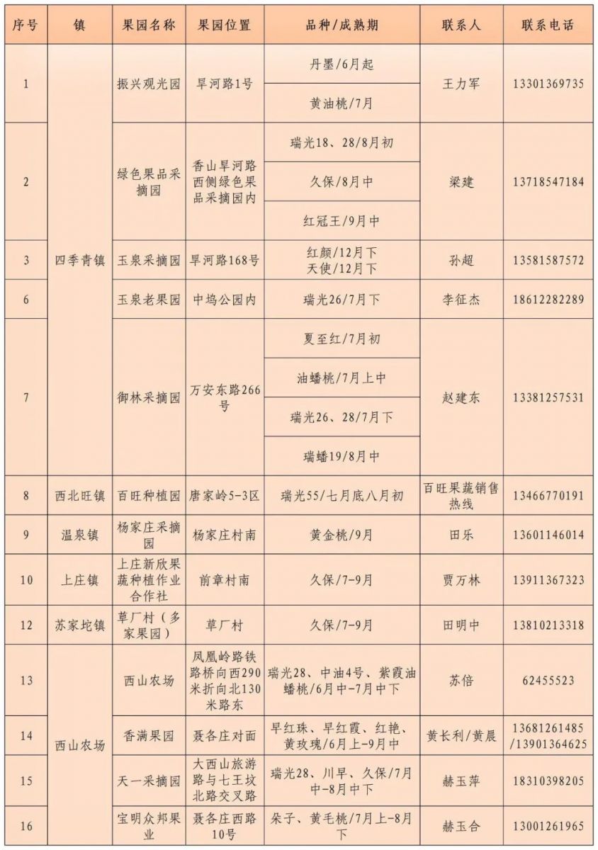 碩果飄香·豐涵海淀——海淀鮮桃采摘季:盛夏甘甜,果香滿園