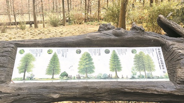 上海：“網紅公園”做對了什么？