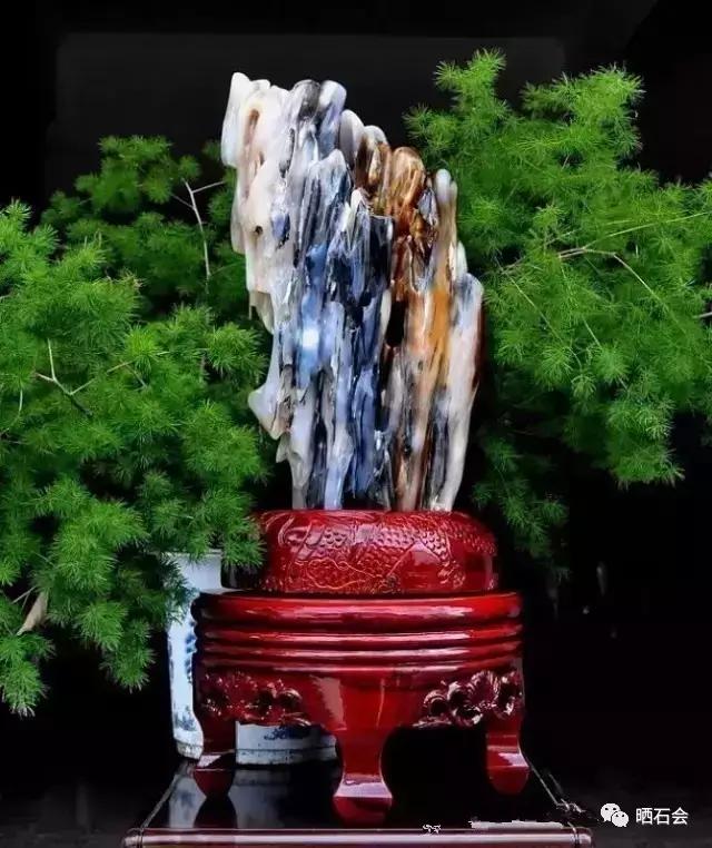 5.jpg 奇石鑒賞:比玉還貴的樹化玉