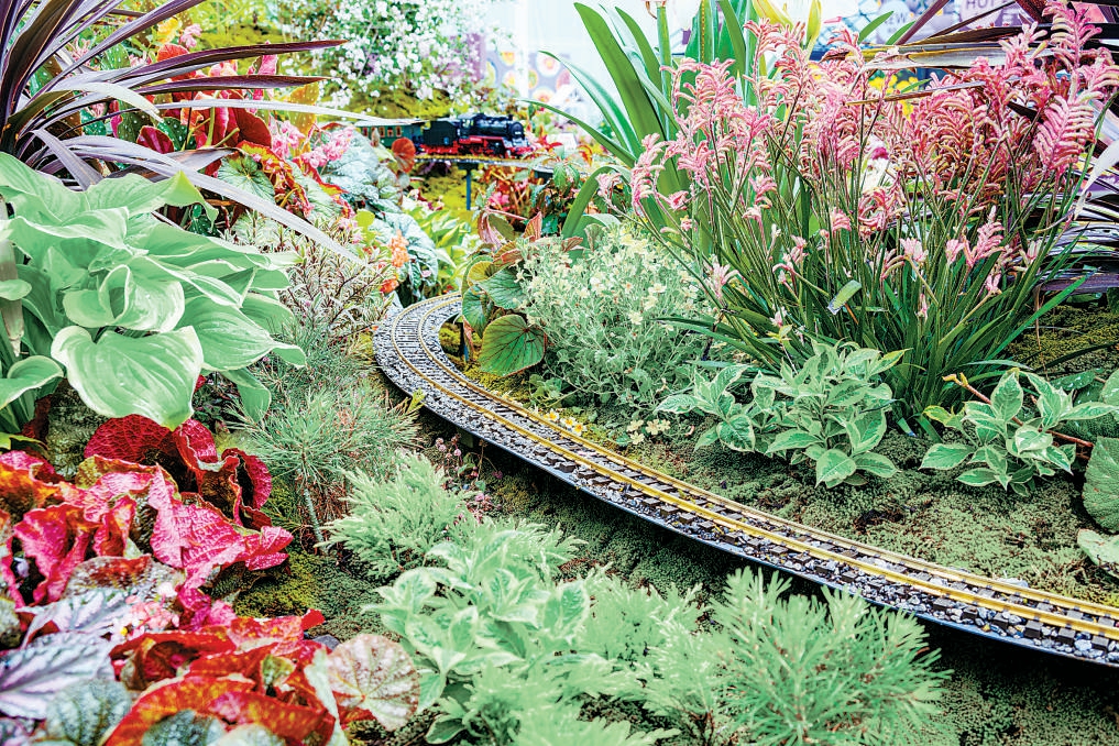 11個(gè)京花新品種首次亮相北京春季花展