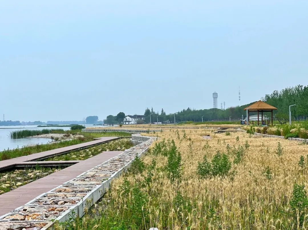 園冶杯金獎作品丨太浦河藍帶計劃汾湖段