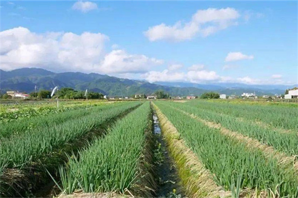 宜蘭縣三星鄉(xiāng)：蔥滿勝算 盡在三星