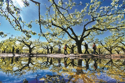 北京舉辦首屆梨花文化節(jié)