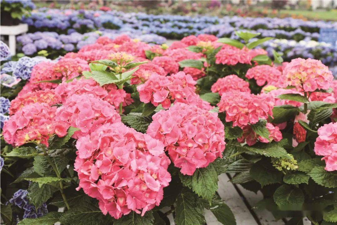 中花協(xié)發(fā)布2022年全國花卉進出口數據