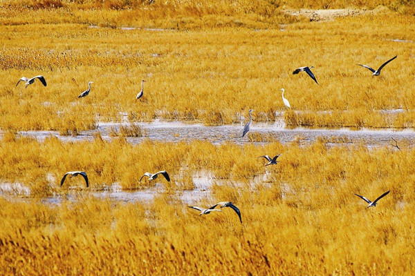 濕地生態(tài)修復(fù)讓黃河三角洲愈加靈動(dòng)
