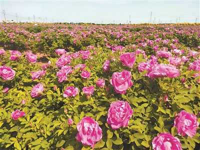 以植物之力實現(xiàn)鹽堿地“生態(tài)+經(jīng)濟”雙贏