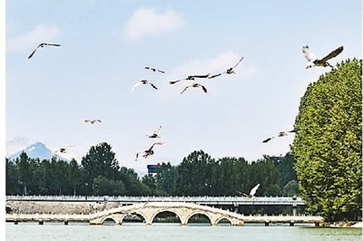 如何讓城市與鳥相融相生？