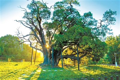 京郊古鎮(zhèn)續(xù)寫新時代古樹故事