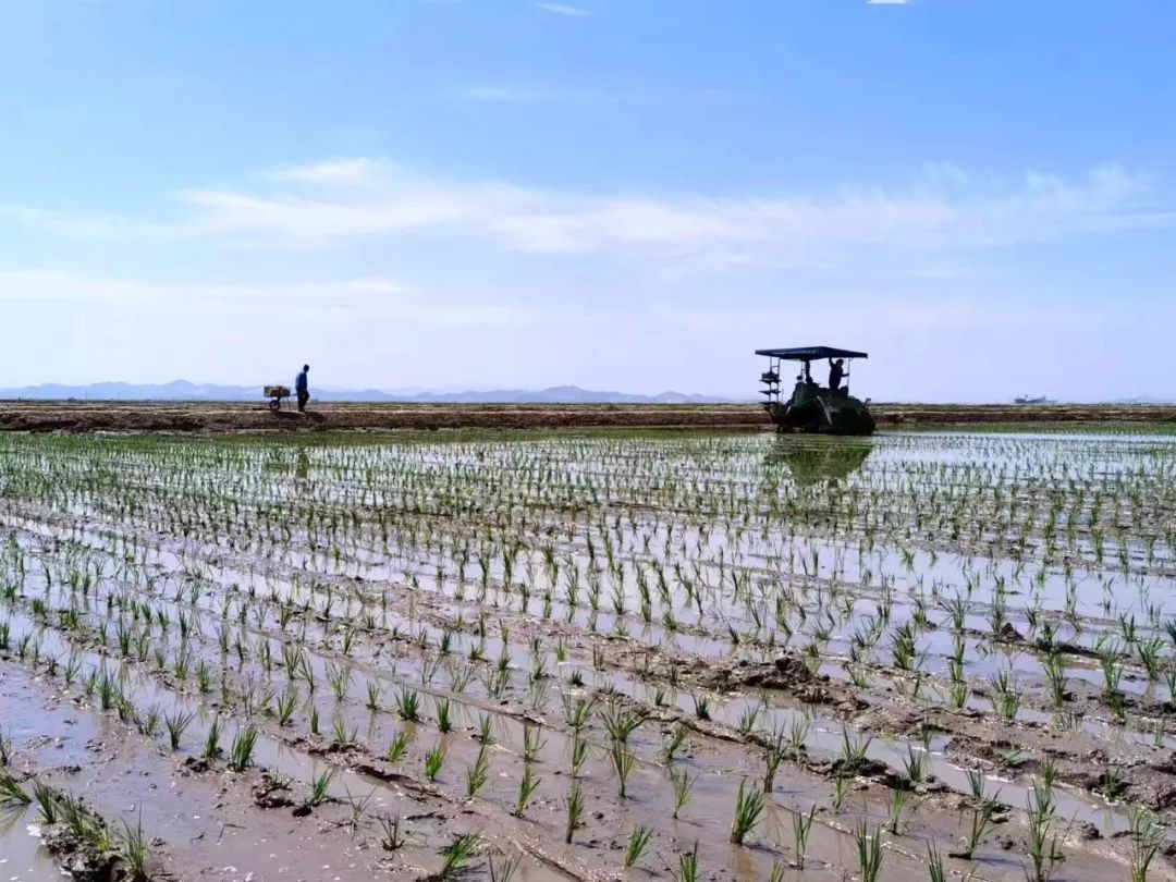 遼寧:鹽堿地上鋪展多彩畫卷