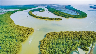 廣東湛江加強紅樹林保護和修復